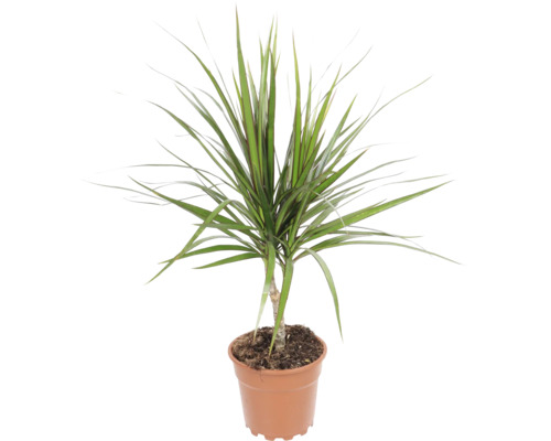 Dracaena Marginata als Zimmerpflanze im Kunststofftopf