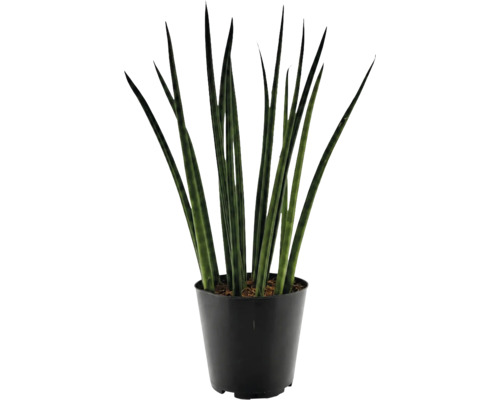 Sansevieria cylindrica Bogenhanf Zimmerpflanze in Kunststofftopf