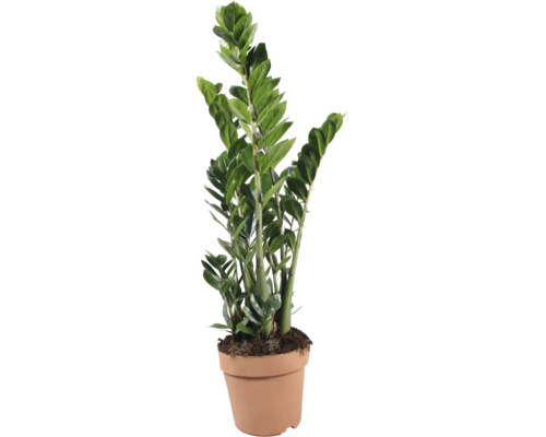 Zamioculcas Zamiifolia Zimmerpflanze in Kunststofftopf