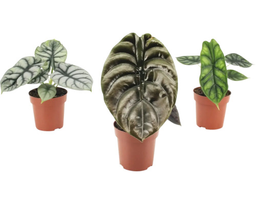 Drei Alocasia Zimmerpflanzen in Töpfen mit strukturierter Blattzeichnung