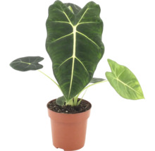 Alocasia Frydek in einem Kunststofftopf als Zimmerpflanze mit pfeilförmigen Blättern und markanten Blattadern
