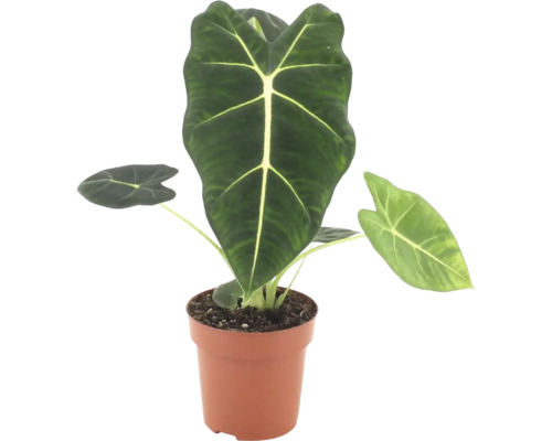 Alocasia Frydek in einem Kunststofftopf als Zimmerpflanze mit pfeilförmigen Blättern und markanten Blattadern