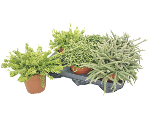 Set mit drei verschiedenen Sukkulenten oder Sedum Pflanzen in Tontöpfen auf einer Kunststoffschale