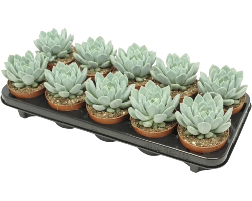 Ein Tray mit zwölf Echeveria Sukkulenten in kleinen Kunststofftöpfen zur Zimmerpflanzen Dekoration.