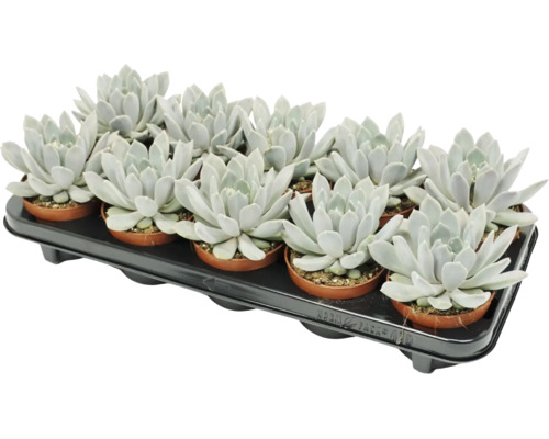 Set mit 12 Echeveria Sukkulenten in kleinen Kunststofftöpfen auf einer schwarzen Transportpalette.