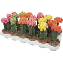 Set mit verschiedenfarbigen Gymnocalycium Kakteen in Kunststofftöpfen auf einem Pflanzentray.