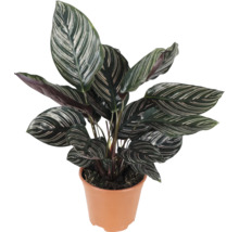 Calathea Ornata Pflanze in einem Kunststofftopf mit gestreiften ovalen Blättern