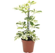 Schefflera arboricola Zimmerpflanze in Kunststofftopf mit Rankhilfe