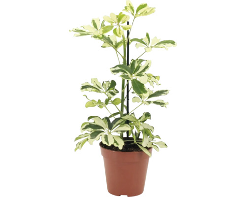 Schefflera arboricola Zimmerpflanze in Kunststofftopf mit Rankhilfe