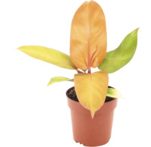 Philodendron Pflanze in einem Kunststofftopf