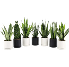 Set mit verschiedenen Sansevieria Pflanzen in modernen zylindrischen Pflanztöpfen für die Zimmerbegrünung