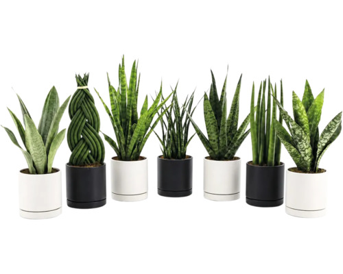 Set mit verschiedenen Sansevieria Pflanzen in modernen zylindrischen Pflanztöpfen für die Zimmerbegrünung