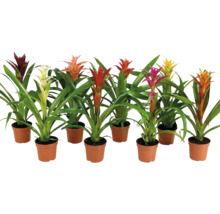 Set aus acht verschiedenen Bromelien in Kunststofftöpfen mit grünen Blättern und bunten Hochblättern als dekorative Zimmerpflanzen.