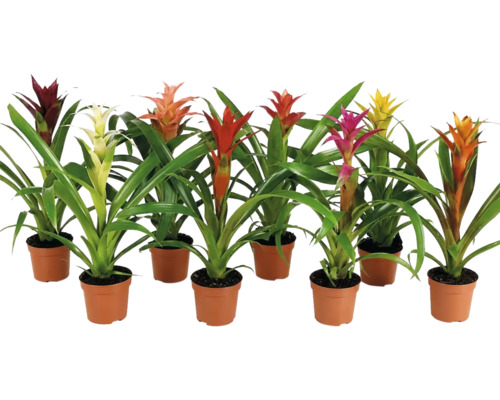 Set aus acht verschiedenen Bromelien in Kunststofftöpfen mit grünen Blättern und bunten Hochblättern als dekorative Zimmerpflanzen.