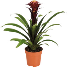 Eine Guzmania Bromelie Zimmerpflanze in einem Kunststofftopf mit langen grünen Blättern und einem aufrechten Blütenstand.
