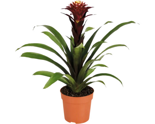 Eine Guzmania Bromelie Zimmerpflanze in einem Kunststofftopf mit langen grünen Blättern und einem aufrechten Blütenstand.