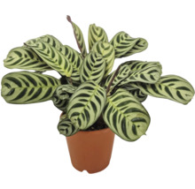 Zimmerpflanze Calathea makoyana mit gemusterten Blättern in einem Pflanztopf