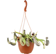 Nepenthes Kannenpflanze in einem Hängeampeltopf mit Kannen und Blättern