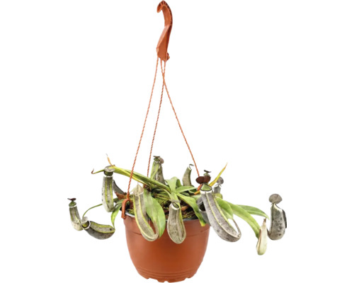 Nepenthes Kannenpflanze in einem Hängeampeltopf mit Kannen und Blättern