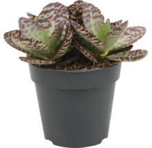 Kalanchoe humilis Sukkulente in einem Kunststofftopf