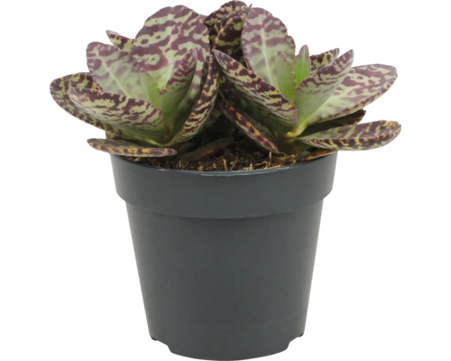 Kalanchoe humilis Sukkulente in einem Kunststofftopf