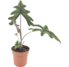 Alocasia Jacklyn Zimmerpflanze mit markanten, tief gelappten Blättern in einem Kunststofftopf