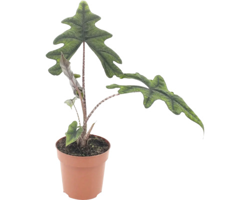Alocasia Jacklyn Zimmerpflanze mit markanten, tief gelappten Blättern in einem Kunststofftopf