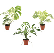Drei Monstera Pflanzen in Kunststofftöpfen, zwei mit panaschierten Blättern und eine grüne Monstera Tetrasperma.