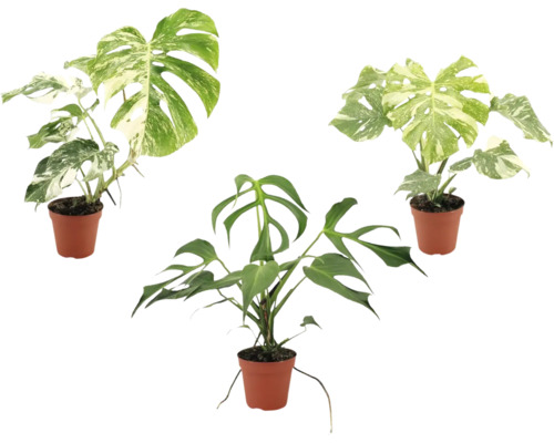 Drei Monstera Pflanzen in Kunststofftöpfen, zwei mit panaschierten Blättern und eine grüne Monstera Tetrasperma.