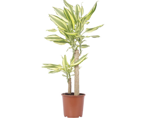 Dracaena Fragans Zimmerpflanze in einem braunen Kunststofftopf