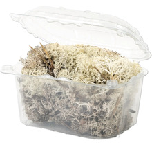 Dekoratives Rentierflechten Moos in einer transparenten Kunststoffverpackung