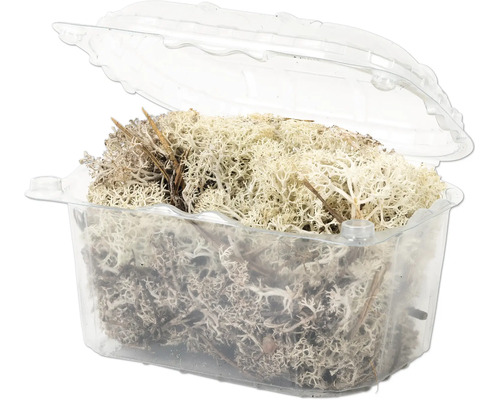 Dekoratives Rentierflechten Moos in einer transparenten Kunststoffverpackung
