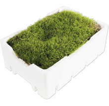 Deko Moos in einer weißen Styroporschale als dekoratives Element für Gestecke oder Modellbau