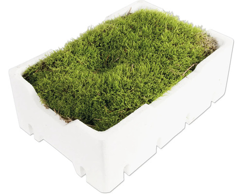 Deko Moos in einer weißen Styroporschale als dekoratives Element für Gestecke oder Modellbau