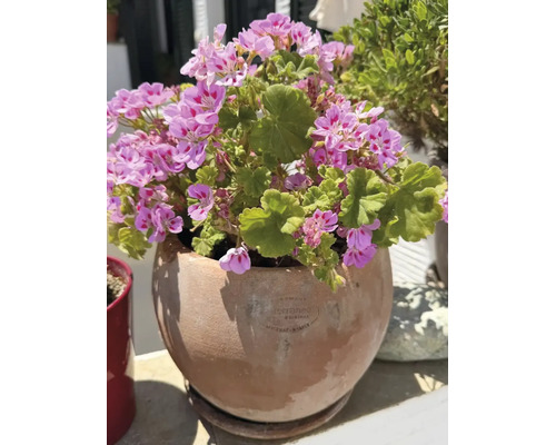 Rosa Geranien in einem runden Tontopf auf einer Terrasse