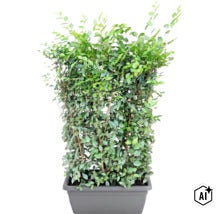 Grüne Heckenpflanze in einem rechteckigen Pflanzkübel für den Garten (Image AI modified or generated)