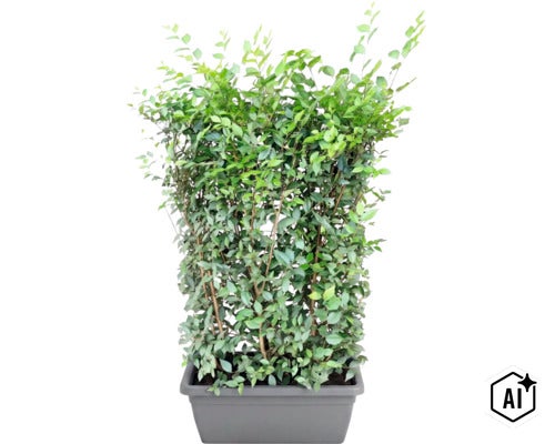Grüne Heckenpflanze in einem rechteckigen Pflanzkübel für den Garten (Image AI modified or generated)