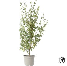 Eine Hainbuche in einem Kunststofftopf fuer die Gartengestaltung. (Image AI modified or generated)