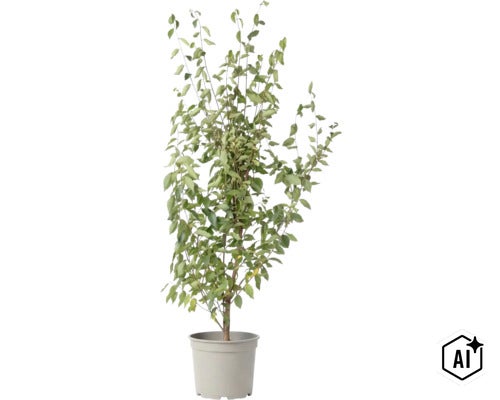 Eine Hainbuche in einem Kunststofftopf fuer die Gartengestaltung. (Image AI modified or generated)