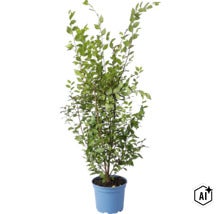 Hainbuche Carpinus betulus als Pflanze im Kunststofftopf für den Garten (Image AI modified or generated)
