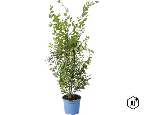 Hainbuche Carpinus betulus als Pflanze im Kunststofftopf für den Garten (Image AI modified or generated)