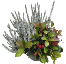 Herbstliche Pflanzenkombination mit Calluna und Gaultheria im Topf