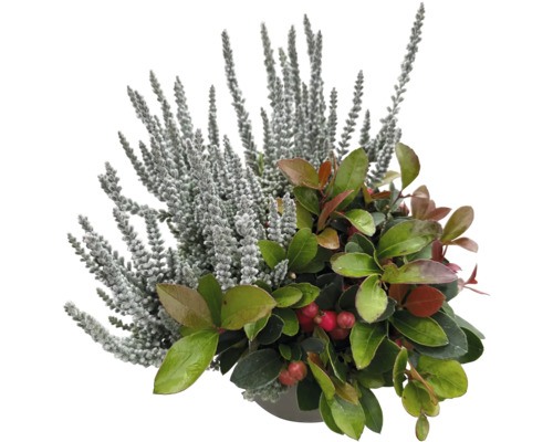 Herbstliche Pflanzenkombination mit Calluna und Gaultheria im Topf