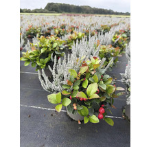 Winterharte Gaultheria procumbens und Calluna Pflanze in einer Baumschule
