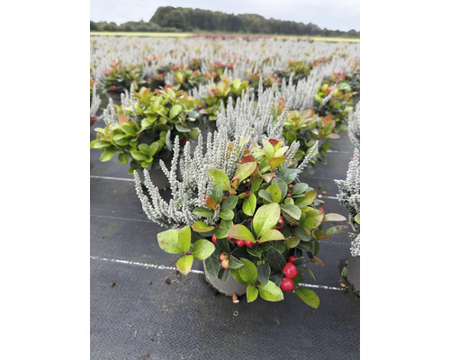 Winterharte Gaultheria procumbens und Calluna Pflanze in einer Baumschule
