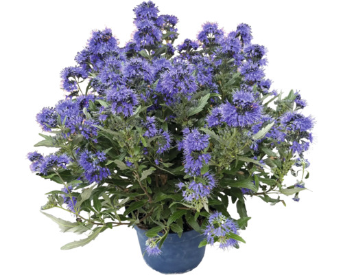 Blühende Bartblume in einem Kunststofftopf als Gartenpflanze