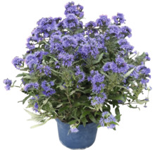 Blühende Bartblume in einem Kunststofftopf als Gartenpflanze