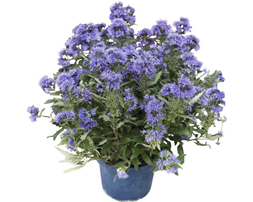 Blühende Bartblume in einem Kunststofftopf als Gartenpflanze