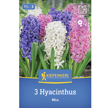 Kiepenkerl Hyazinthen Mischung mit 3 Blumenzwiebeln für eine bunte Gartenbepflanzung.