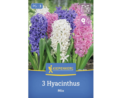 Kiepenkerl Hyazinthen Mischung mit 3 Blumenzwiebeln für eine bunte Gartenbepflanzung.